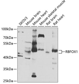 Western blot - RBFOX1 Polyclonal Antibody 