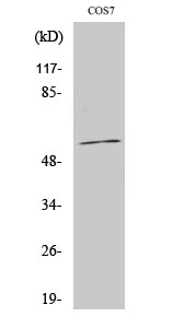 Fig1:; Western Blot analysis of various cells using CYP1A1/2 Polyclonal Antibody