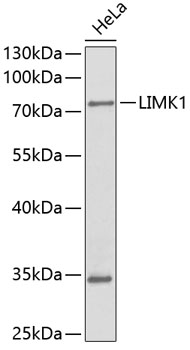 Western blot - LIMK1 Monoclonal Antibody 