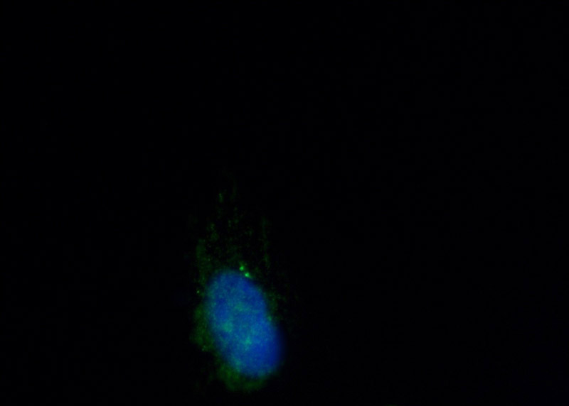Immunofluorescent analysis of MDCK cells using Catalog No:109264(CCDC46 Antibody) at dilution of 1:50 and Alexa Fluor 488-congugated AffiniPure Goat Anti-Rabbit IgG(H+L)