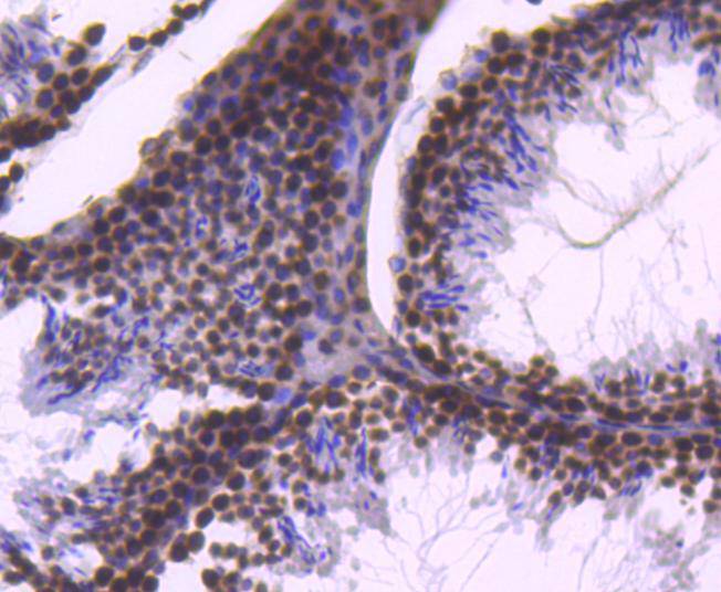 Fig6:; Immunohistochemical analysis of paraffin-embedded mouse testis tissue using anti-Histone H2B antibody. The section was pre-treated using heat mediated antigen retrieval with Tris-EDTA buffer (pH 8.0-8.4) for 20 minutes.The tissues were blocked in 5% BSA for 30 minutes at room temperature, washed with ddH; 2; O and PBS, and then probed with the primary antibody ( 1/50) for 30 minutes at room temperature. The detection was performed using an HRP conjugated compact polymer system. DAB was used as the chromogen. Tissues were counterstained with hematoxylin and mounted with DPX.