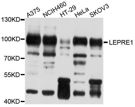 Western blot - LEPRE1 Polyclonal Antibody 