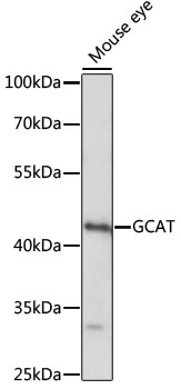 Western blot - GCAT Polyclonal Antibody 