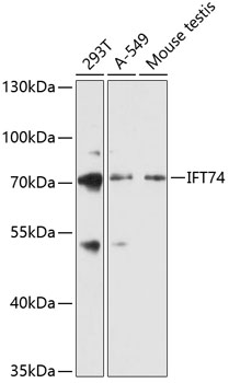 Western blot - IFT74 Polyclonal Antibody 