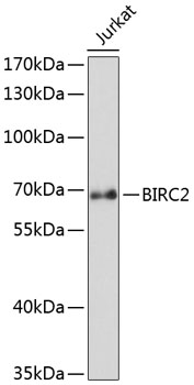 Western blot - BIRC2 Polyclonal Antibody 