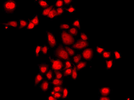 Immunofluorescence - MLF1 Polyclonal Antibody 