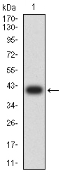 Fig1: Western blot analysis of TNFRSF18 against human TNFRSF18 (AA: extra 26-162) recombinant protein. Proteins were transferred to a PVDF membrane and blocked with 5% BSA in PBS for 1 hour at room temperature. The primary antibody ( 1/500) was used in 5% BSA at room temperature for 2 hours. Goat Anti-Mouse IgG - HRP Secondary Antibody at 1:5,000 dilution was used for 1 hour at room temperature.