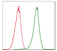 Flow cytometric analysis of Jurkat cells using CDK2 mouse mAb (green) and negative control (red).