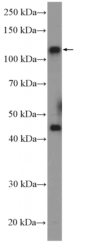 HEK-293 cells were subjected to SDS PAGE followed by western blot with Catalog No:109264(CCDC46 Antibody) at dilution of 1:600