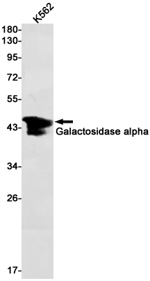 Western blot detection of Galactosidase alpha in K562 cell lysates using Galactosidase alpha Rabbit pAb(1:1000 diluted).Predicted band size:49kDa.Observed band size:49kDa.