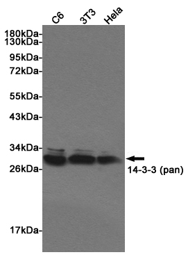 Western blot detection of 14-3-3 (pan) in C6, 3T3 and Hela cell lysates using 14-3-3 (pan) Rabbit pAb (1:500 diluted). Predicted band size: 27~29KDa. Observed band size:27~29KDa.