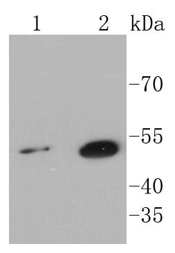 Fig1:; Western blot analysis of Sonic Hedgehog Protein on different lysates using anti-Sonic Hedgehog Protein antibody at 1/1,000 dilution.; Positive control:; Lane 1: Hela; Lane 2: HepG2
