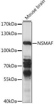 Western blot - NSMAF Polyclonal Antibody 