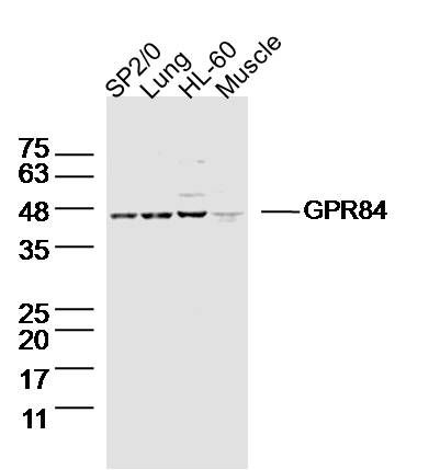 Fig1: Sample:; SP2/0 (mouse)Cell Lysate at 40 ug; Lung(mouse) Lysate at 40 ug; HL-60 (human)Cell Lysate at 40 ug; Muscle (mouse) Lysate at 40 ug; Primary: Anti- GPR84 at 1/300 dilution; Secondary: IRDye800CW Goat Anti-Rabbit IgG at 1/20000 dilution; Predicted band size: 44kD; Observed band size: 44 kD