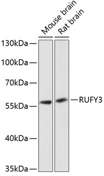 Western blot - RUFY3 Polyclonal Antibody 