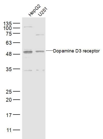 Fig3: Sample:; HepG2 Cell Lysate at 30 ug; U251 Cell Lysate at 30 ug; Primary: Anti-Dopamine D3 receptor at 1/300 dilution; Secondary: IRDye800CW Goat Anti-Rabbit IgG at 1/20000 dilution; Predicted band size: 44 kD; Observed band size: 48 kD