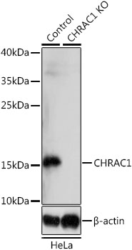 Western blot - CHRAC1 Polyclonal Antibody 