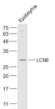 Fig2: Sample:; Epididymis (Mouse) Lysate at 40 ug; Primary: Anti-LCN8 at 1/300 dilution; Secondary: IRDye800CW Goat Anti-Rabbit IgG at 1/20000 dilution; Predicted band size: 17 kD; Observed band size: 27 kD