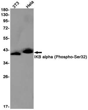 Western blot detection of IKB alpha (Phospho-Ser32) in 3T3,Hela cell lysates using IKB alpha (Phospho-Ser32) Rabbit pAb(1:1000 diluted).Predicted band size:36kDa.Observed band size:36kDa.