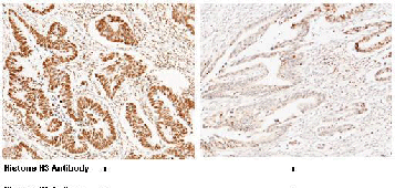 Histone H3 Antibody, Mouse Mab, Immunochemistry