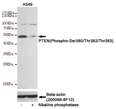Western blot detection of PTEN(Phospho-Ser380/Thr382/Thr383) in A549 cells untreated or treated with Alkaline phosphatase using PTEN(Phospho-Ser380/Thr382/Thr383) Rabbit pAb (dilution 1:1000, upper) or u03b2-Actin Mouse mAb (200068-8F10, lower).Predicted band size:54kDa.Observed band size:54kDa.