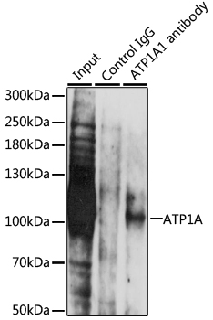 Immunoprecipitation - ATP1A Polyclonal Antibody 