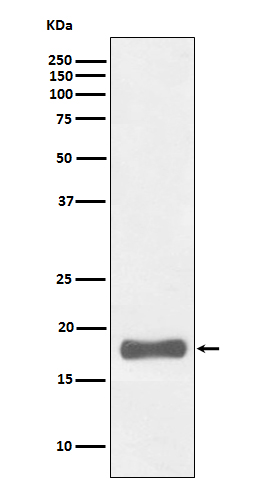 Western blot analysis of PUMA expression in K562 cell lysate.