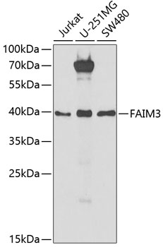 Western blot - FAIM3 Polyclonal Antibody 