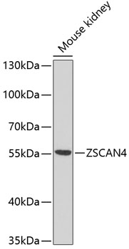 Western blot - ZSCAN4C Polyclonal Antibody 