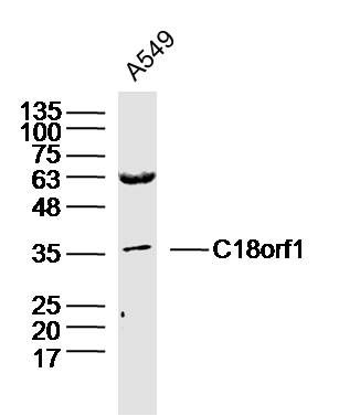 Fig1: Sample: A549 Cell (Human) Lysate at 40 ug; Primary: Anti-C18orf1 at 1/300 dilution; Secondary: IRDye800CW Goat Anti-Rabbit IgG at 1/20000 dilution; Predicted band size: 34 kD; Observed band size: 36 kD