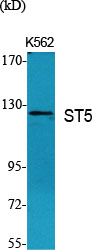 Fig1:; Western Blot analysis of various cells using ST5 Polyclonal Antibody