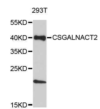 Western blot - CSGALNACT2 Polyclonal Antibody 
