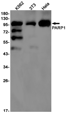 Western blot detection of PARP1 in K562,3T3,Hela cell lysates using PARP1 Rabbit pAb(1:1000 diluted).Predicted band size:113kDa.Observed band size:116/89kDa.