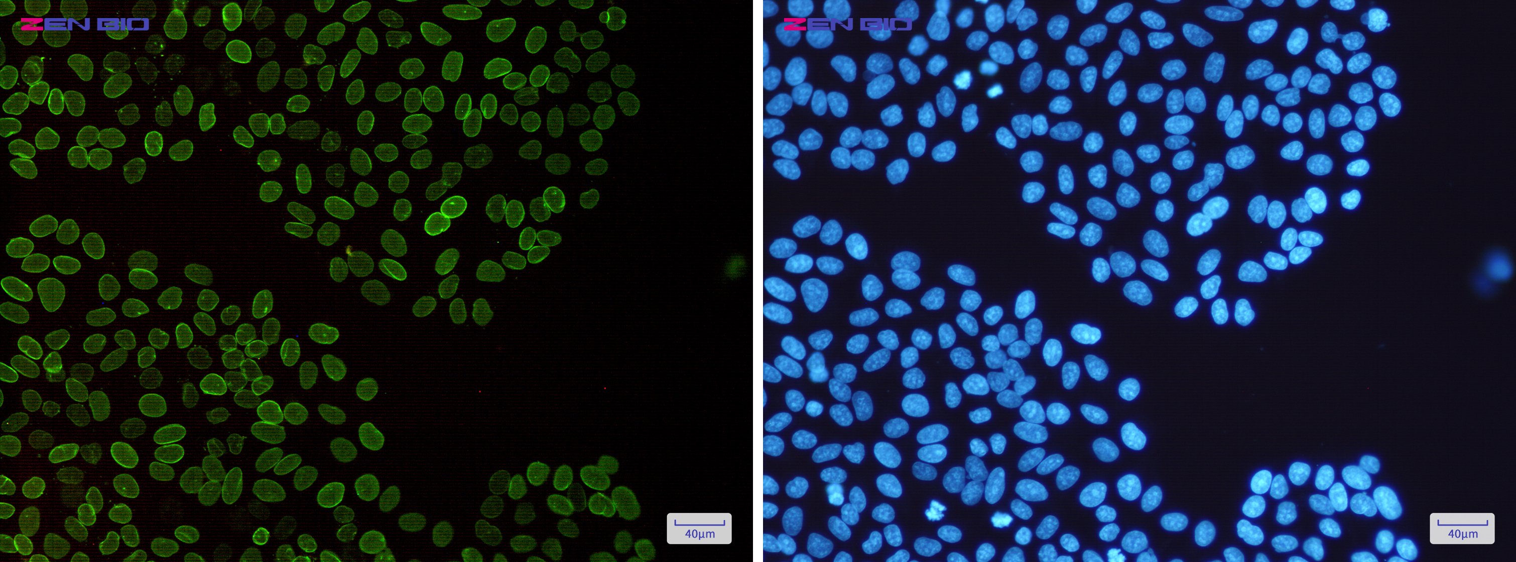 Immunocytochemistry of Lamin B2(green) in Hela cells using Lamin B2 Rabbit pAb at dilution 1/50, and DAPI(blue)