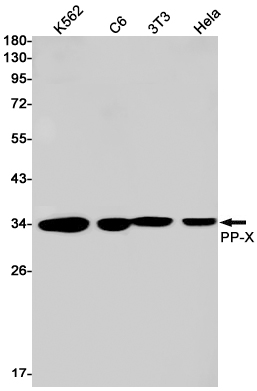 Western blot detection of PP-X in K562,C6,3T3,Hela cell lysates using PP-X Rabbit mAb(1:1000 diluted).Predicted band size:35kDa.Observed band size:35kDa.