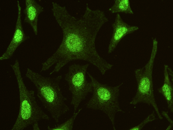IRF6 Antibody, Mouse MAb, Immunofluorescence