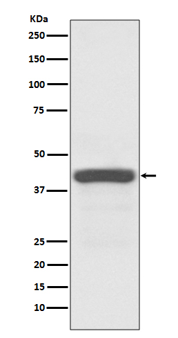 Western blot analysis of Apg3 (Atg3) expression in Jurkat cell lysate.