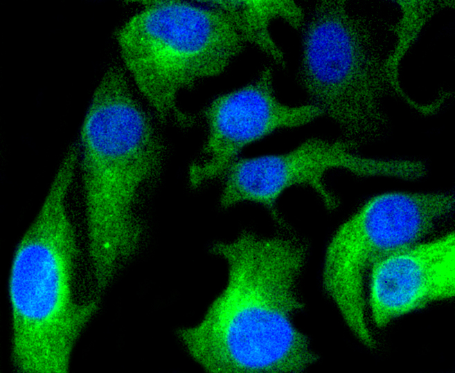 Immunofluorescence - HAPLN1 Monoclonal Antibody 