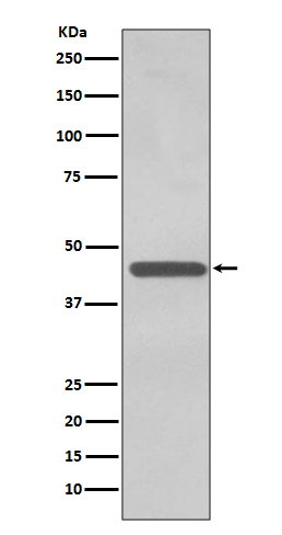 Western blot analysis of TDP43 expression in K562 cell lysate.