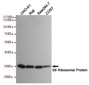 Western blot detection of S6 Ribosomal Protein in CHO-K1,Raji,Raw264.7 and COS7 cell lysates using S6 Ribosomal Protein mouse mAb (1:2000 diluted).Predicted band size:32KDa.Observed band size:32KDa.