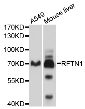 Western blot - RFTN1 Polyclonal Antibody 