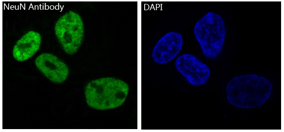Immunofluorescent analysis of SH-SY5Y cells, using NeuN Antibody .