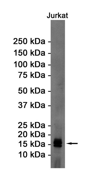 Western blot detection of eIF5A in Jurkat cell lysates using eIF5A Rabbit pAb(1:1000 diluted).Predicted band size:17KDa.Observed band size:17KDa.