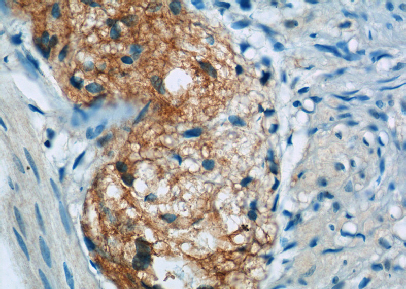 Immunohistochemistry of paraffin-embedded human small intestine tissue slide using Catalog No:117133(BTC Antibody) at dilution of 1:50 (under 40x lens)