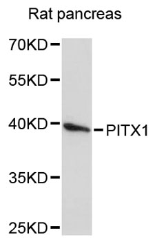 Western blot - PITX1 Polyclonal Antibody 