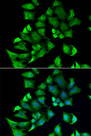 Immunofluorescence - ENTPD2 Polyclonal Antibody 