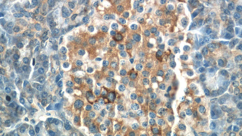Immunohistochemistry of paraffin-embedded human pancreas tissue slide using Catalog No:110573(FAM158A Antibody) at dilution of 1:50 (under 40x lens)