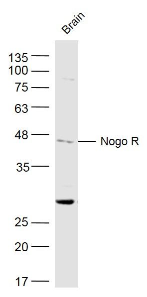 Fig1: Sample:; Brain (Mouse) Lysate at 40 ug; Primary: Anti- Nogo R at 1/300 dilution; Secondary: IRDye800CW Goat Anti-Rabbit IgG at 1/20000 dilution; Predicted band size: 48 kD; Observed band size: 48 kD
