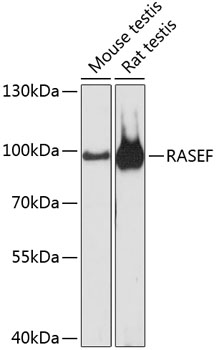 Western blot - RASEF Polyclonal Antibody 