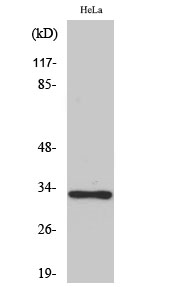 Fig1:; Western Blot analysis of various cells using Olfactory receptor 10AD1 Polyclonal Antibody